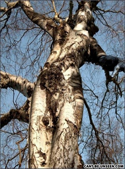 Weird-tree