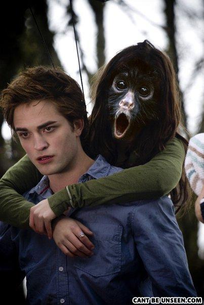 Monkey twilight